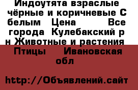 Индоутята взраслые чёрные и коричневые С белым › Цена ­ 450 - Все города, Кулебакский р-н Животные и растения » Птицы   . Ивановская обл.